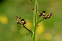 Gevleugeld helmkruid; Green figwort; Scrophularia umbrosa