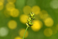 Gewone Bermzegge; Spked Sedge; Carex spicata