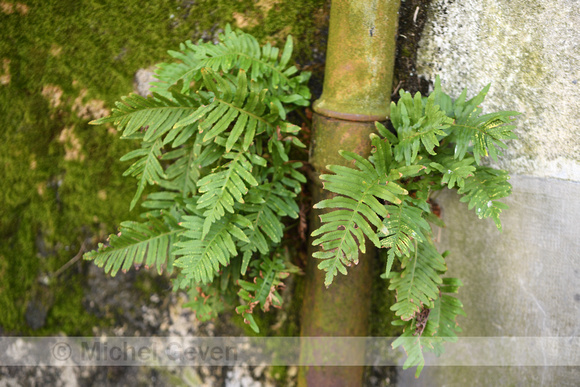 Gewone Eikvaren; Common Polypody; Polypodium vulgare