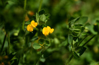 Gewone rolklaver;  Common bird's-foot-trefoil; Lotus corniculatus