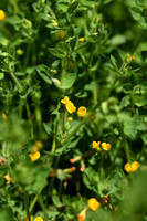 Gewone rolklaver;  Common bird's-foot-trefoil; Lotus corniculatus