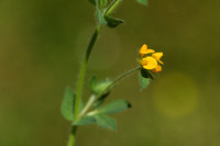 Gewone rolklaver;  Common bird's-foot-trefoil; Lotus corniculatu