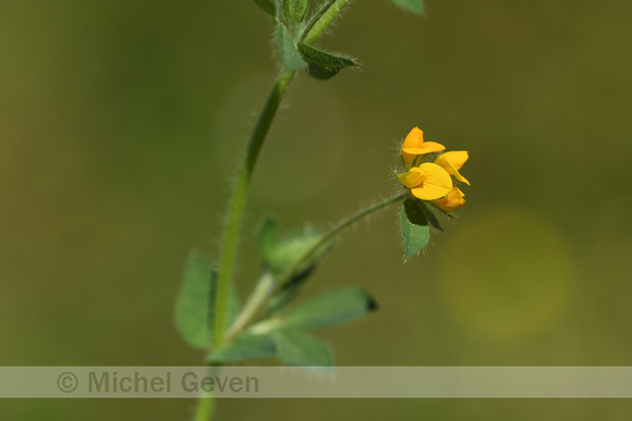 Gewone rolklaver;  Common bird's-foot-trefoil; Lotus corniculatu