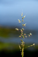 Glanshaver; False Oat-grass; Arrhenatherum elatius