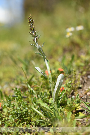 Gnaphalium coarctatum