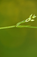 Grasmuur; Lesser Stitchwort; Stellaria graminea