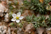 Spergula macrorrhiza