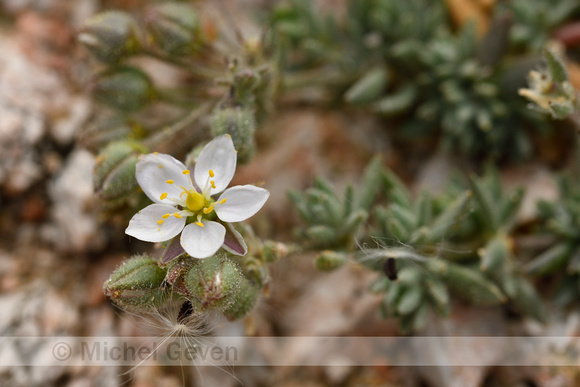 Spergula macrorrhiza