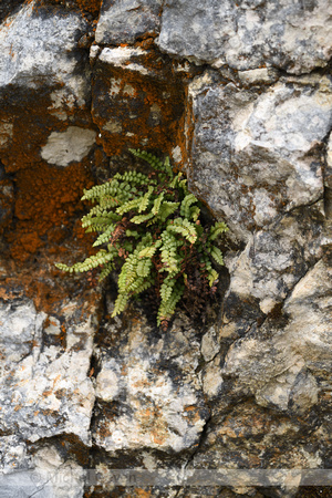 Groensteel; Green spleenwort; Asplenium viride