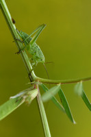 Grote groene sabelsprinkhaan; Great Green Bush-cricket; Tettigon