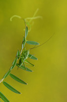 Grote Groene Sabelsprinkhaan -  Great Green Bush-Cricket - Tettigonia viridissima