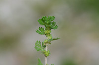 Grote leeuwenklauw; Parsley-piert; Aphanes arvensis