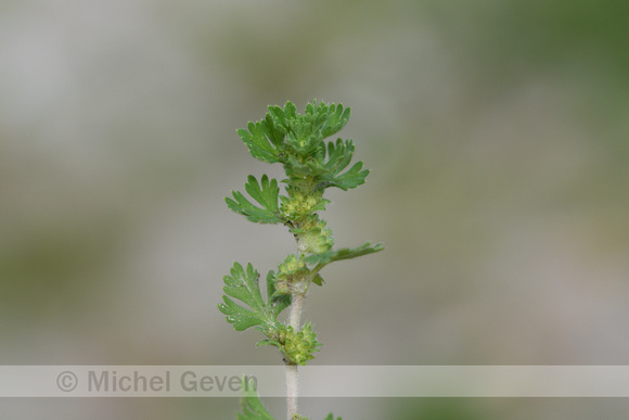 Grote leeuwenklauw; Parsley-piert; Aphanes arvensis