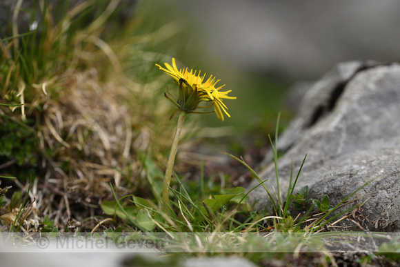 Haakpaardenbloem; Dandelion; Taraxacrum sectie Hamata