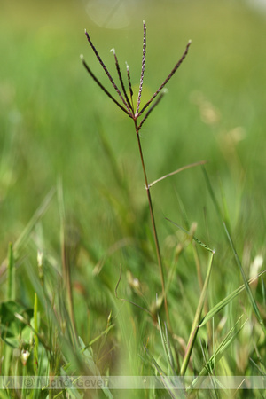 Handjesgras; Bermuda grass; Cynodon dactylon