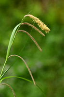 Hangende Zegge; Pendulous Sedge; Carex pendula