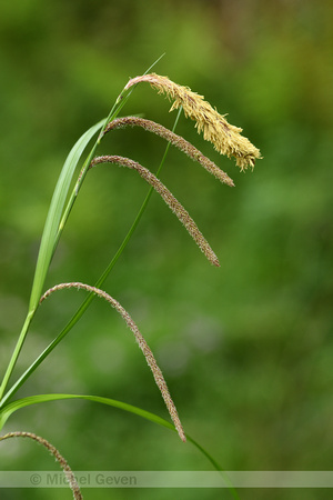 Hangende Zegge; Pendulous Sedge; Carex pendula