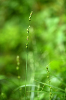 Ijle bermzegge; Grey Sedge; Carex divulsa
