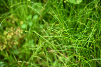 Ijle bermzegge; Grey Sedge; Carex divulsa