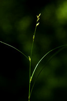 Ijle zegge; Remote Sedge; Carex remota