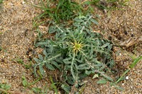 Kalketrip Red Star-thistle; Centaurea calcitrapa