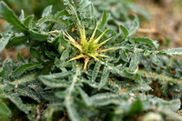 Kalketrip Red Star-thistle; Centaurea calcitrapa