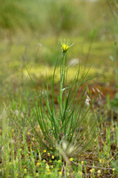 Kleine morgenster; Meadow Salsify; Tragopogon pratensis subsp. m