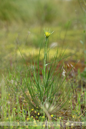 Kleine morgenster; Meadow Salsify; Tragopogon pratensis subsp. m