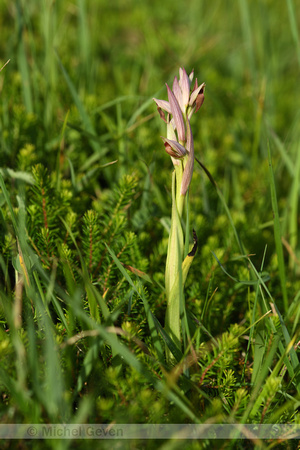 Kleine tongorchis; Small flowered Serapias; Serapias parviflora