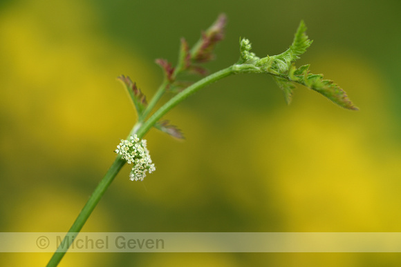 Knopig doornzaad; Knotted Hedge-parsley; Torilis nodosa