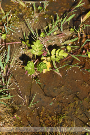 Kruipend moerasscherm; Creeping Marshwort; Helosciadium repens