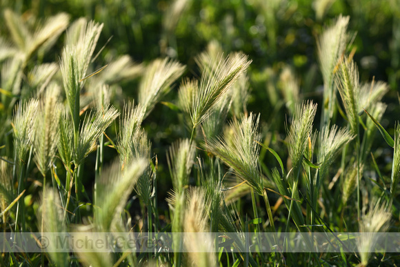 Kruipertje; Wall Barley; Hordeum murinum