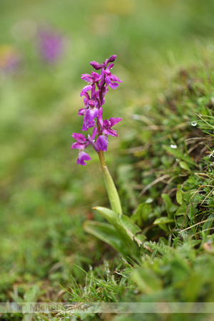 Mannetjesorchis; Early Purple Orchid; Orchis mascula