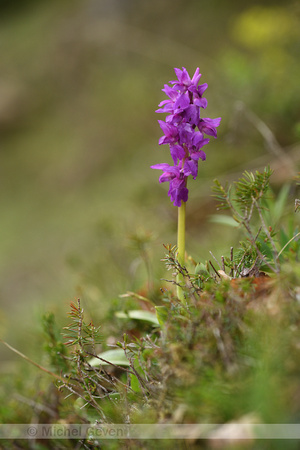Mannetjesorchis; Early Purple Orchid; Orchis mascula