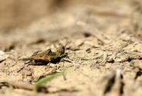 Mediterraan doorntje; Mediterranean Groundhopper; Paratettix mer