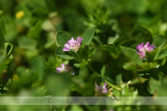 Perzische klaver; Reversed clover; Trifolium resupinatum