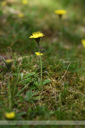 Pilosella billyana