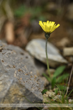 Pilosella billyana