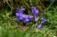 Pyreneeën viooltje - Viola pyrenaica