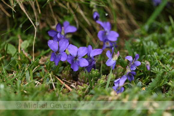 Pyreneeën viooltje; Viola pyrenaica