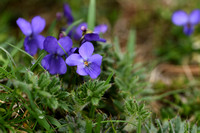 Pyreneeën viooltje; Viola pyrenaica