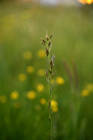 Rescuegrass; Bromus catharticus