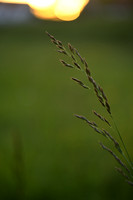 Rescuegrass; Bromus catharticus
