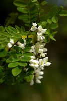 Robinia; Locust tree; Robinia psuedoacacia