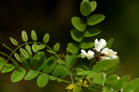 Robinia; Locust tree; Robinia psuedoacacia