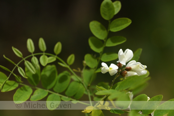 Robinia; Locust tree; Robinia psuedoacacia