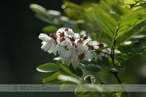 Robinia; Locust tree; Robinia psuedoacacia