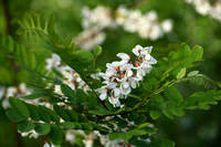 Robinia; Locust tree; Robinia psuedoacacia