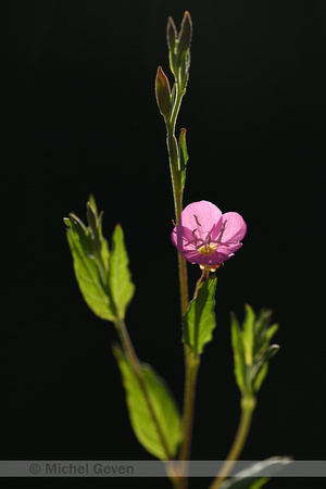 Roze teunisbloem; Rosy Evening-primrose; Oenothera rosea
