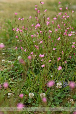 Roze teunisbloem; Rosy Evening-primrose; Oenothera rosea